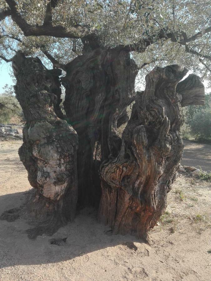 La Mallada San Jorge  المظهر الخارجي الصورة